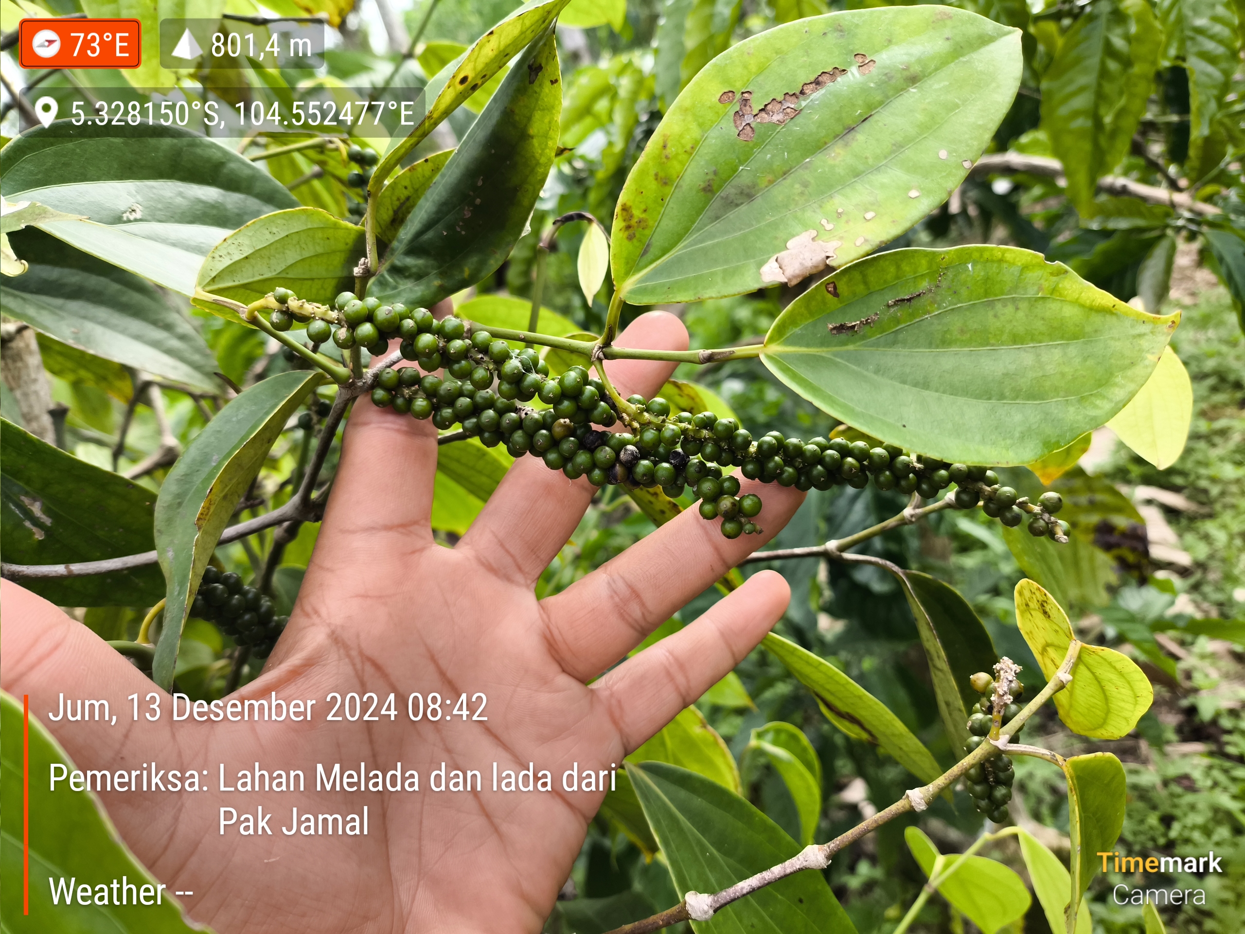 2024 12 13 08.42.39 (pemeriksa lahan melada dan lada dari pak jamal)