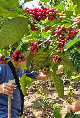 Robusta lampung