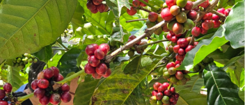 Robusta